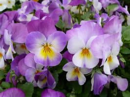 viooltjes