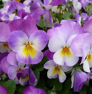 viooltjes