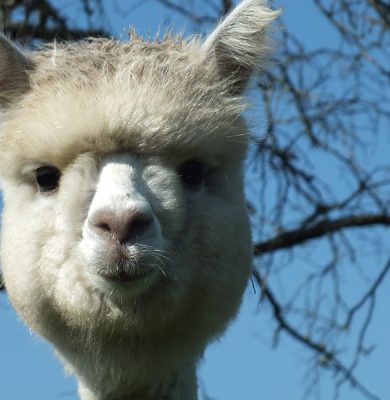 Alpacashow Meppel