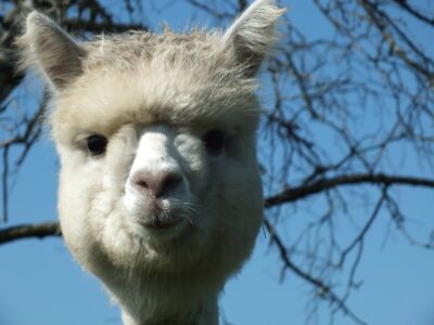 Alpacashow Meppel