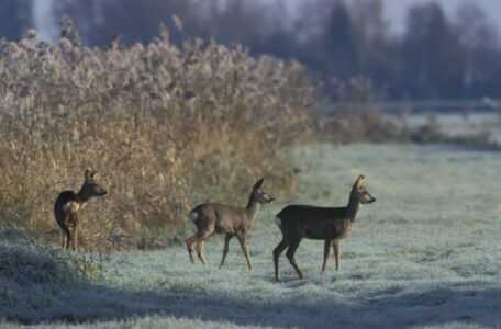 Staatsbosbeheer reëen