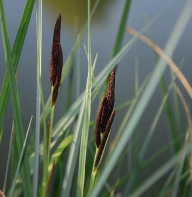 riet
