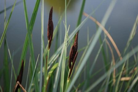 riet