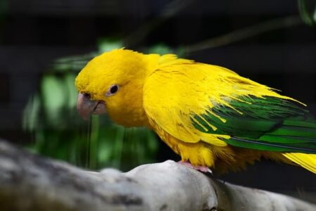 vogel vogel