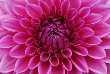 dahlia