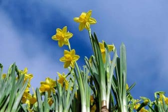 narcissen