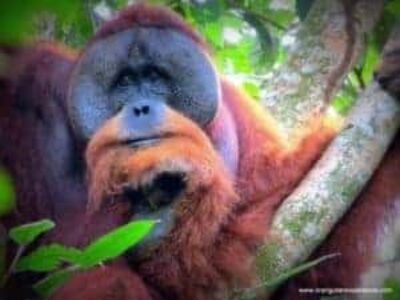 Indonesisch Reiscafe tussen de dieren Indonesisch Reiscafe tussen de dieren