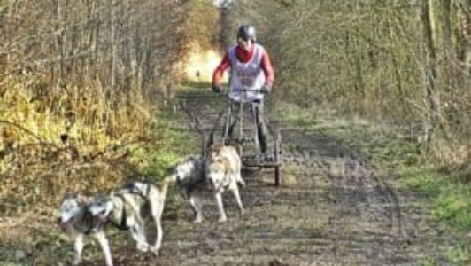 Sledehondenwedstrijd in de Kuinderbossen gaat niet door