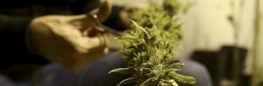 Interactieve lezing Medicinale Cannabis in Woonzorgcentrum Nieuw Clarenberg