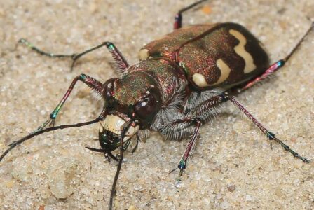 23-6-2018 Insecten Blesdijkerheide