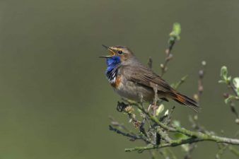 blauwborst zingend PF_1998_1475_01