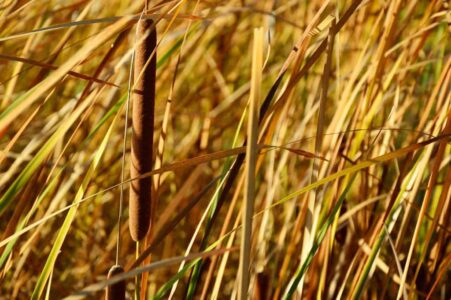 riet