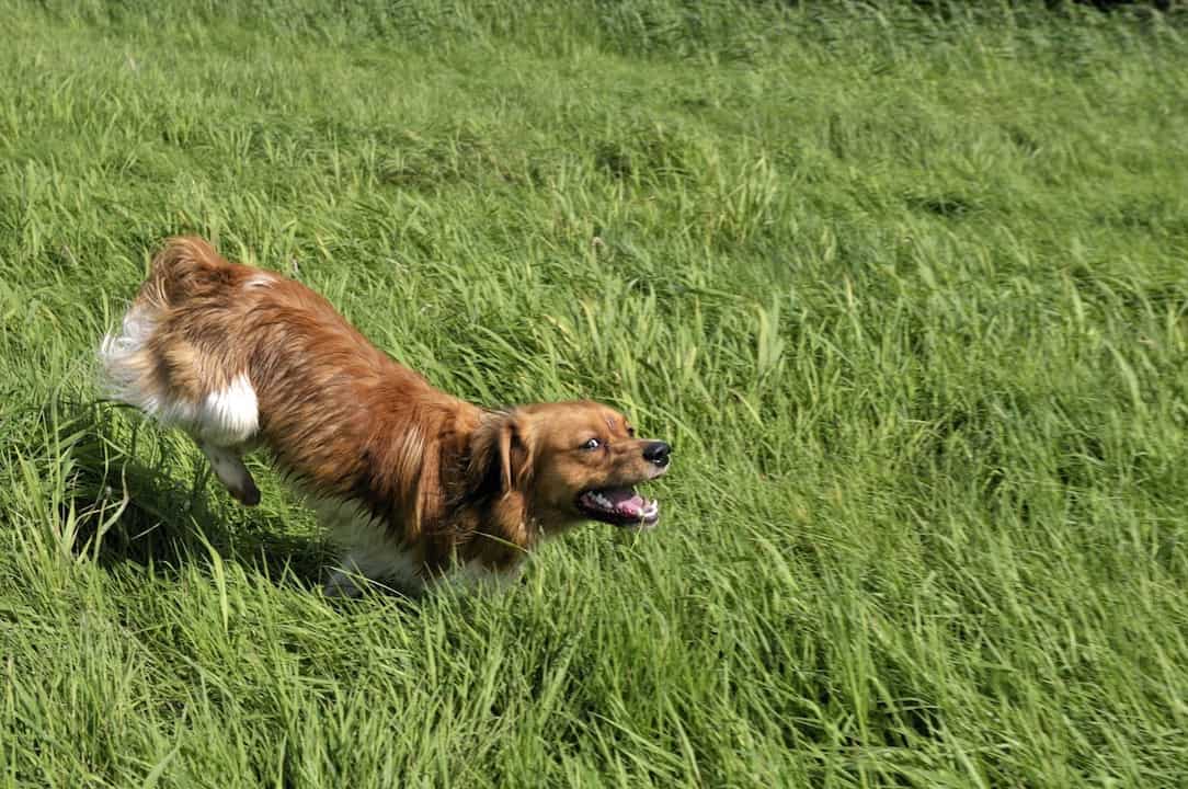 kooikershond lang gras
