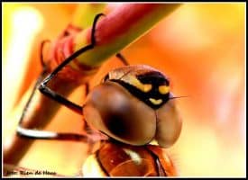 libelle