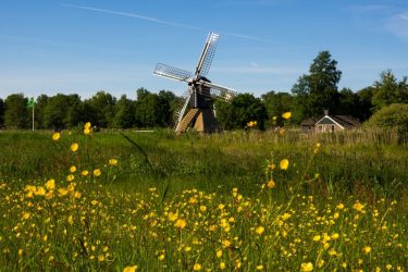 de wicher boterbloemen