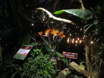 013 Orchideenhoeve-kerst-2019