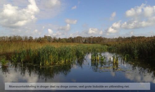 Moerasontwikkeling in droger deel na droge zomer, veel grote lisdodde en uitbreiding riet.