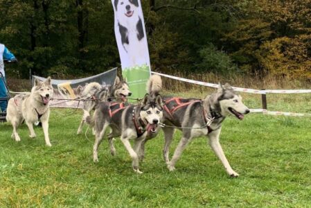 foto sledehonden foto sledehonden
