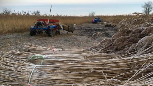 riet-1