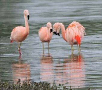 Flamingo-Zwolle---Angela-Nieuwveld-9-