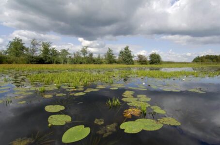 ©Philip Friskorn-trekgat waterlelies krabbescheer