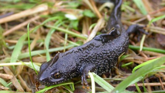 Kamsalamander - Mark Zekhuis