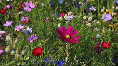 tuinenroute-aprilkopie tuinenroute-aprilkopie