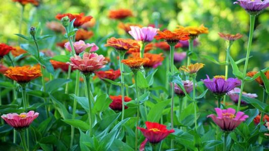 tuinrooute