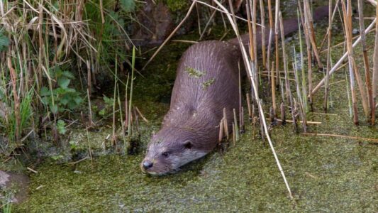 foto otter Natuurmonumenten_Luc Hoogenstein