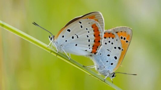 Foto lezing het land van de grote vuurvlinder