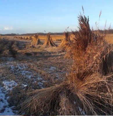 winter-riet