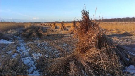 winter-riet