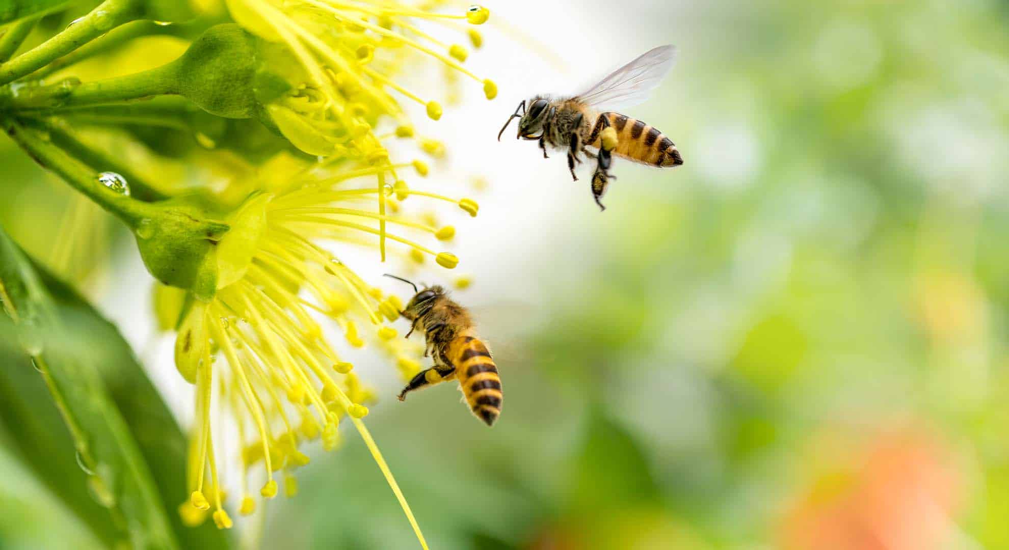 flying-honeybee-collecting-pollen-yellow-flower