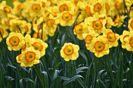 narcissen 01 narcissen 01