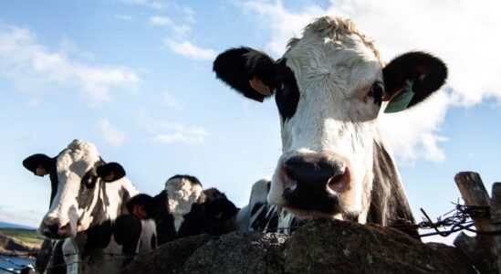 closeup-shot-cow-looking-towards-camera-sunny-day