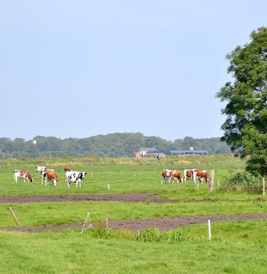 Koeien foto Dirk Brans