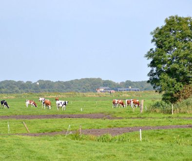 Koeien foto Dirk Brans