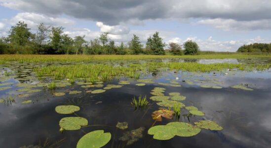 ©Philip Friskorn-trekgat waterlelies krabbescheer