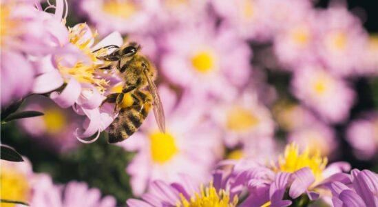 selective-focus-shot-bee-eating-nectar-small-pink-aster-flowers selective-focus-shot-bee-eating-nectar-small-pink-aster-flowers