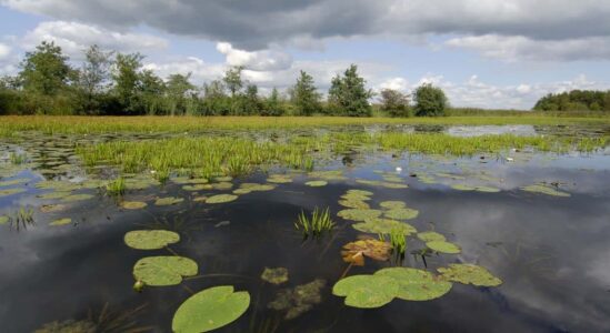 ©Philip-Friskorn-trekgat-waterlelies-krabbescheer ©Philip-Friskorn-trekgat-waterlelies-krabbescheer