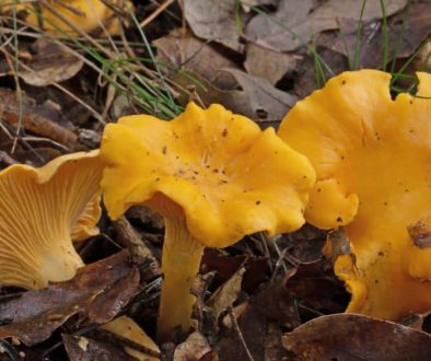 13 oktober lezing paddenstoelen Cantharellus cibarius - Hanenkam fotograaf Jaap Veneboer