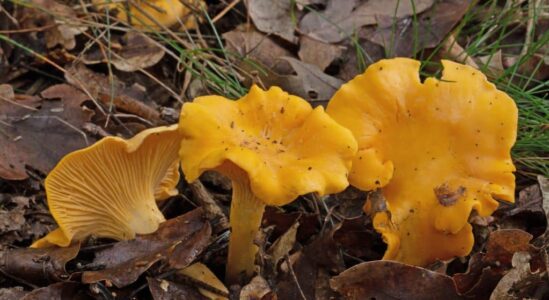 13 oktober lezing paddenstoelen Cantharellus cibarius - Hanenkam fotograaf Jaap Veneboer