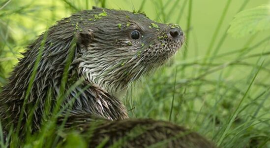 Otter