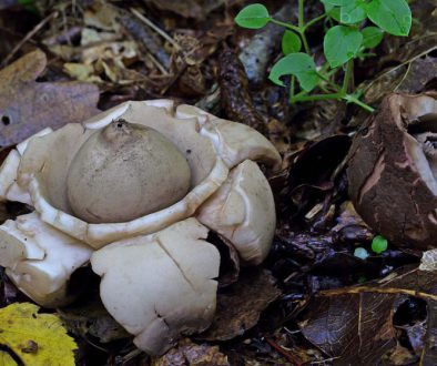 15 okt paddenstoelen excursie Geastrum triplex - Gekraagde aardster fotograaf Jaap Veneboer