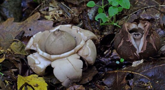 15 okt paddenstoelen excursie Geastrum triplex - Gekraagde aardster fotograaf Jaap Veneboer