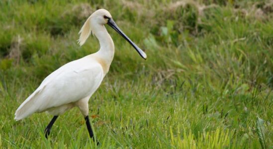 17 okt lezing natuur en water lepelaar fotograaf Albert Steenbergen