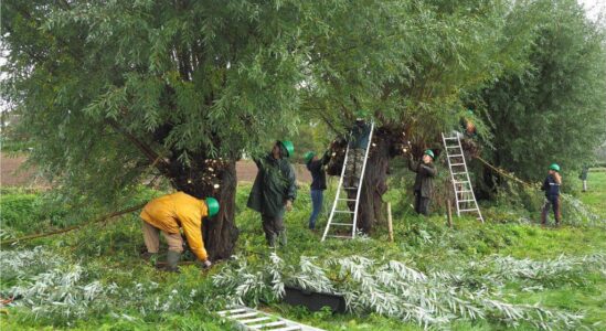 Wilgen knotten tijdens Natuurwerkdag Wilgen knotten tijdens Natuurwerkdag