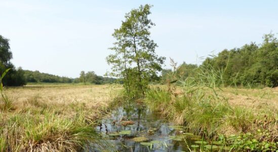 hooiland vaartje met boom