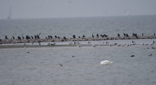 3 dece excursie gaasterland fotograaf albert steenbergen