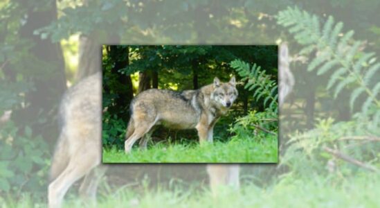 wolf wolf